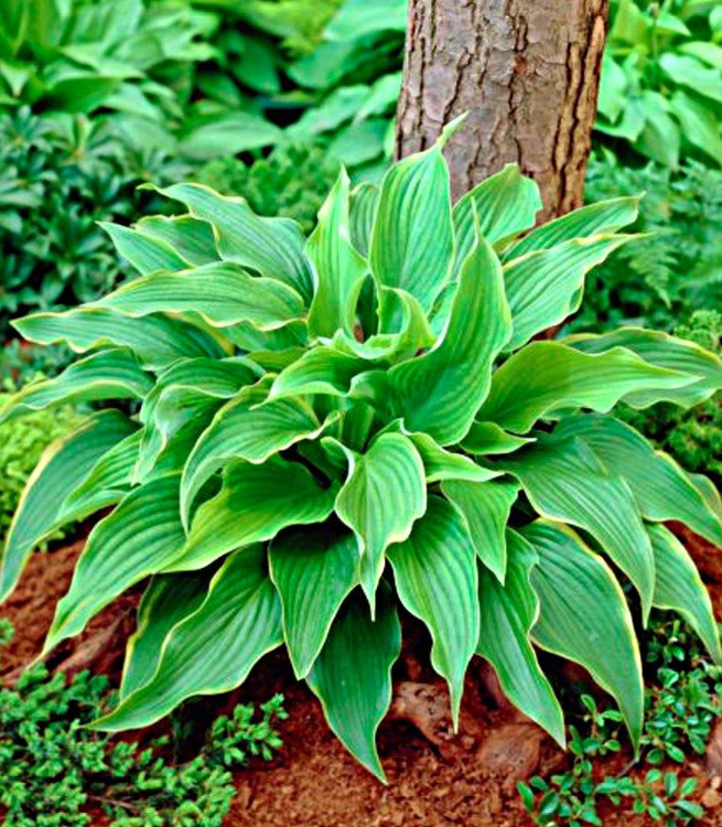 Hosta (Funkia) Abba Dabba Do 1 szt. DONICZKA | Cebule, kłącza i bulwy