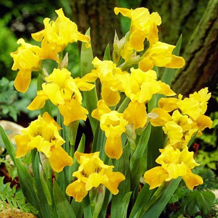 Irys niski Pumila Gleaming Gold 1 szt