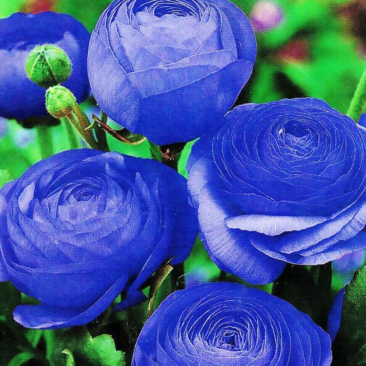 Jaskier Ranunculus Blue Niebieski 5 szt
