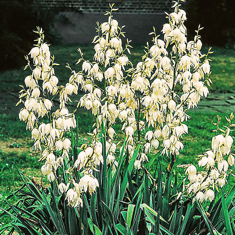 Jukka Yucca Filamentosa 1 szt