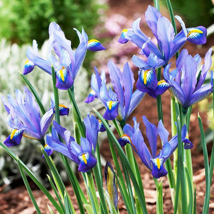 Kosaciec żyłkowy (Iris Reticulata) Gordon 10 szt.