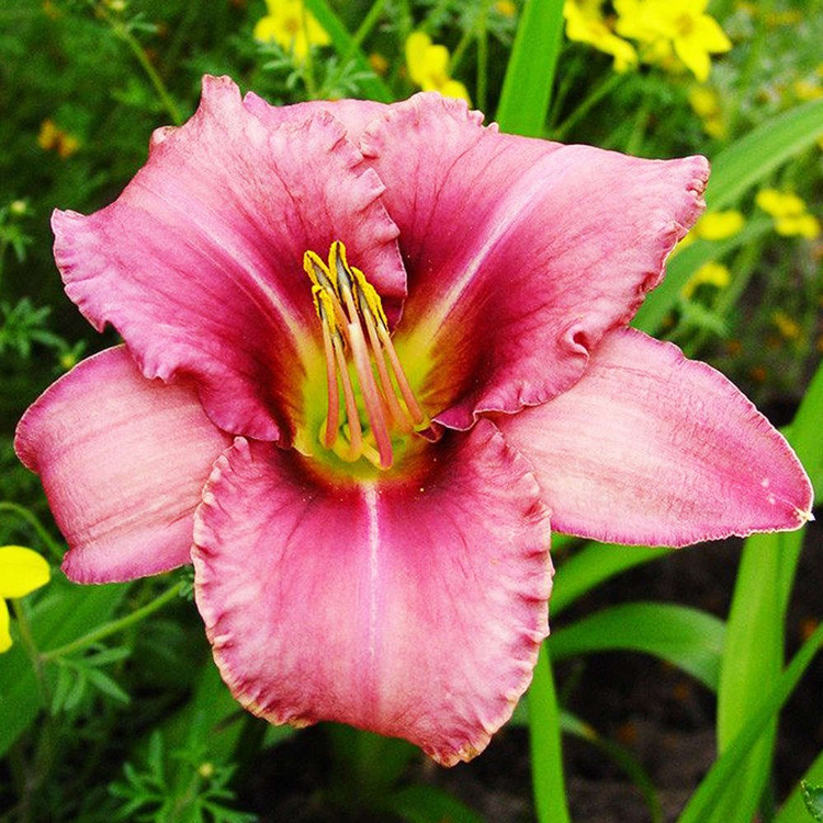 Liliowiec Hemerocallis Purple Bicolor 1 szt