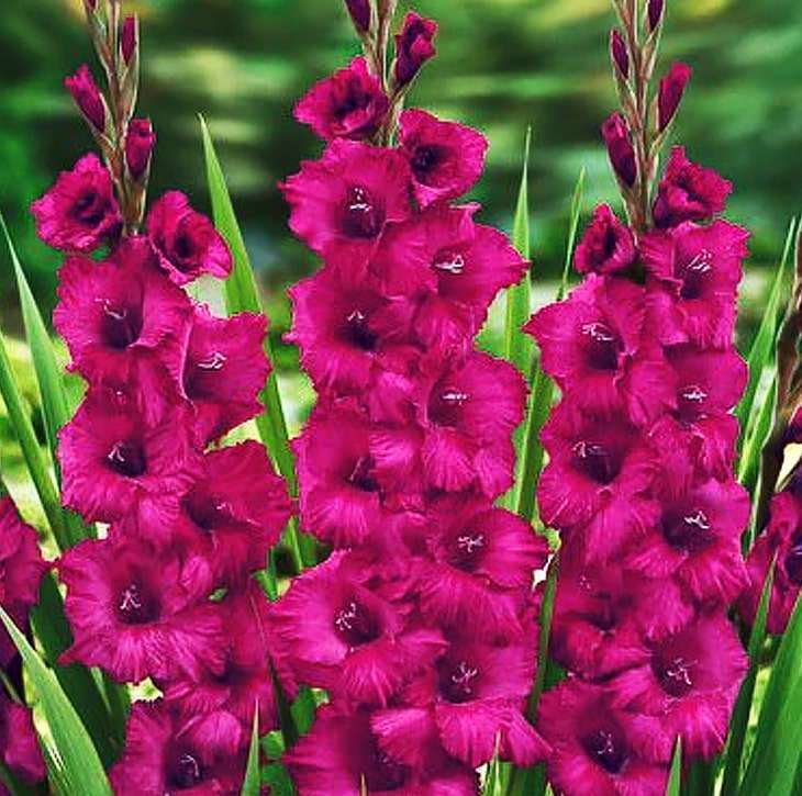 Mieczyk Gladiolus Purple Flora 5 szt