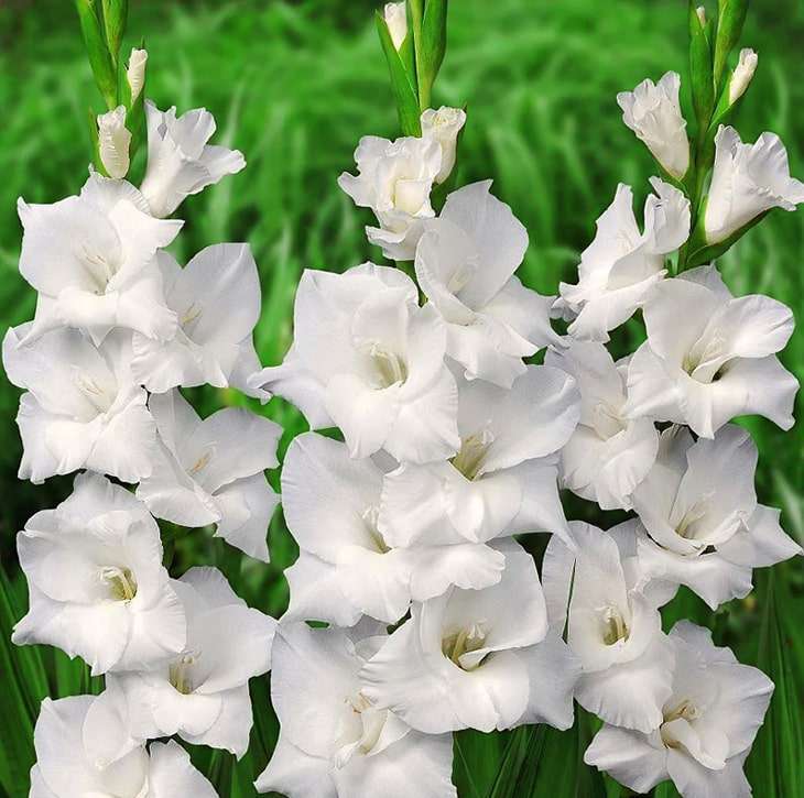 Mieczyk Gladiolus White Prosperity 5 szt