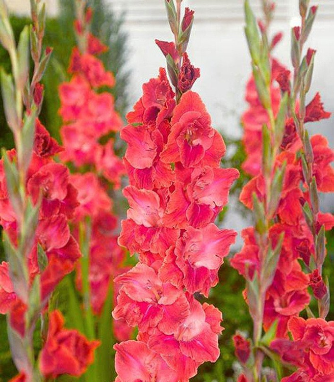 Mieczyk wielkokwiatowy Gladiolus After Shock 5 szt
