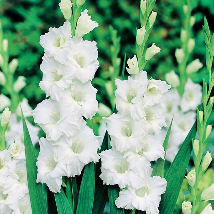 Mieczyk wielkokwiatowy Gladiolus Bangladesh 5 szt