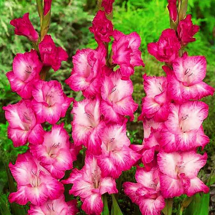 Mieczyk wielkokwiatowy Gladiolus Cantate 5 szt