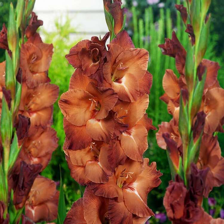 Mieczyk wielkokwiatowy Gladiolus Chocolate 5 szt