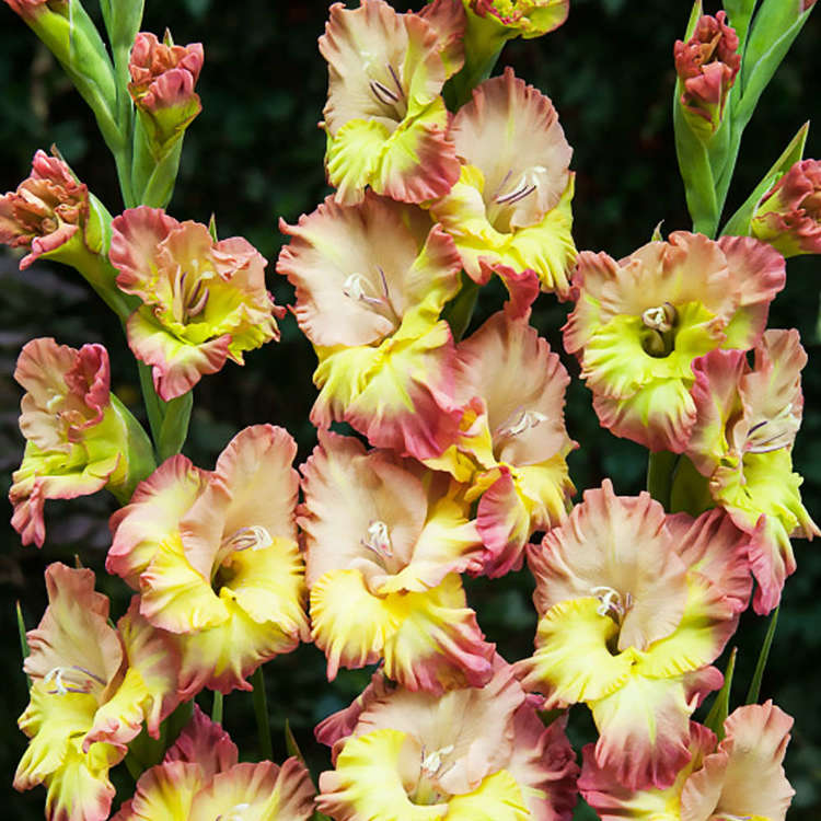 Mieczyk wielkokwiatowy Gladiolus Conca Verde 5 szt