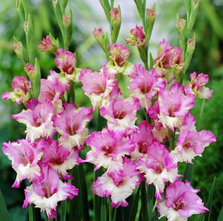 Mieczyk wielkokwiatowy Gladiolus Gerona 5 szt