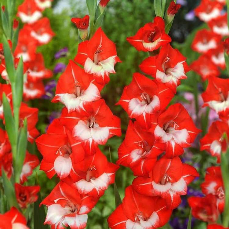 Mieczyk wielkokwiatowy Gladiolus Helvetia 5 szt