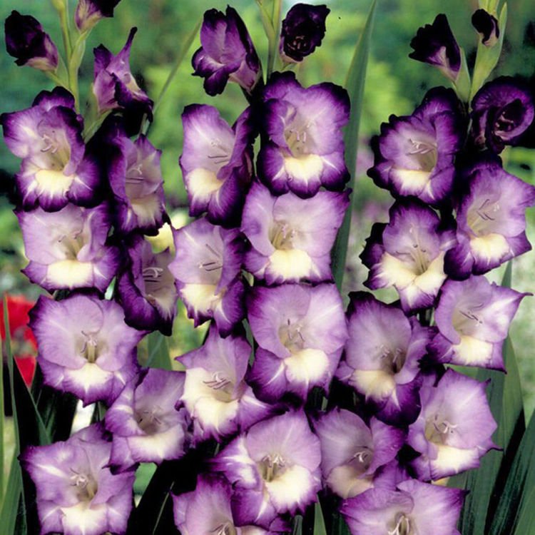 Mieczyk wielkokwiatowy Gladiolus Kings Lynn 5 szt