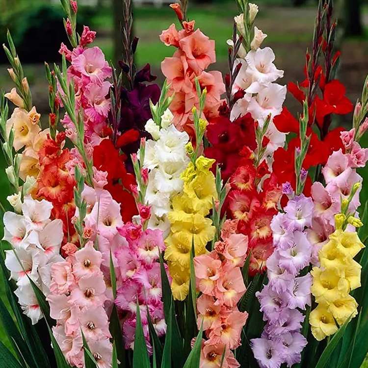 Mieczyk wielkokwiatowy Gladiolus Mix 5 szt