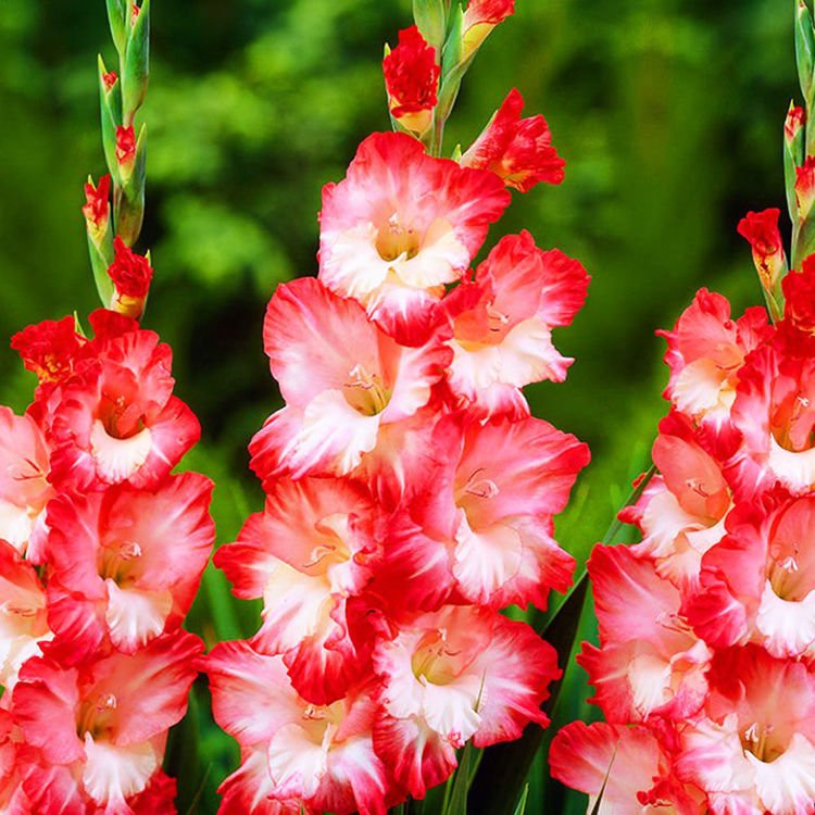 Mieczyk wielkokwiatowy Gladiolus Pink Lady 5 szt