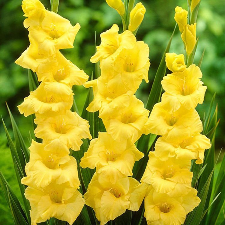 Mieczyk wielkokwiatowy Gladiolus Tani Żółty 5 szt