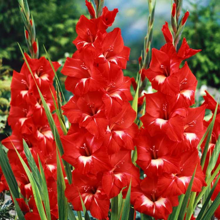 Mieczyk wielkokwiatowy Gladiolus Traderhorn 5 szt