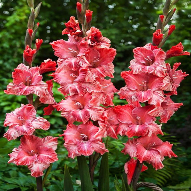 Mieczyk wielkokwiatowy Gladiolus Vabene 5 szt
