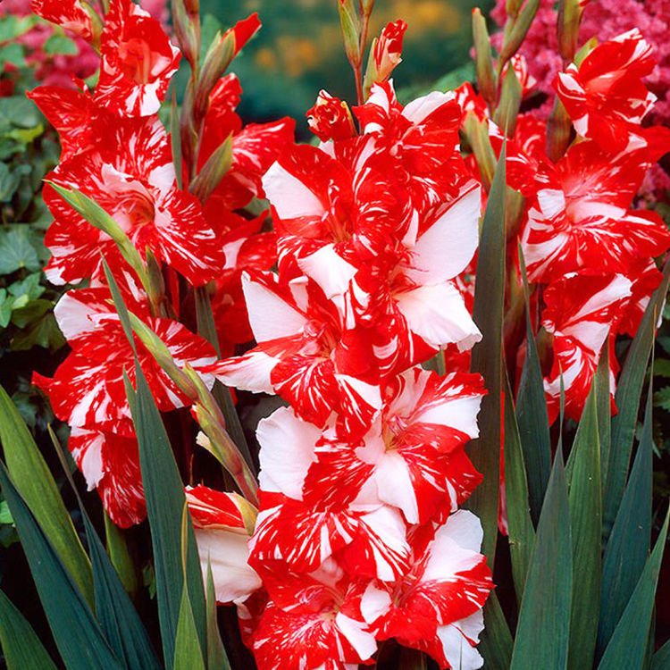 Mieczyk wielkokwiatowy Gladiolus Zizane 5 szt
