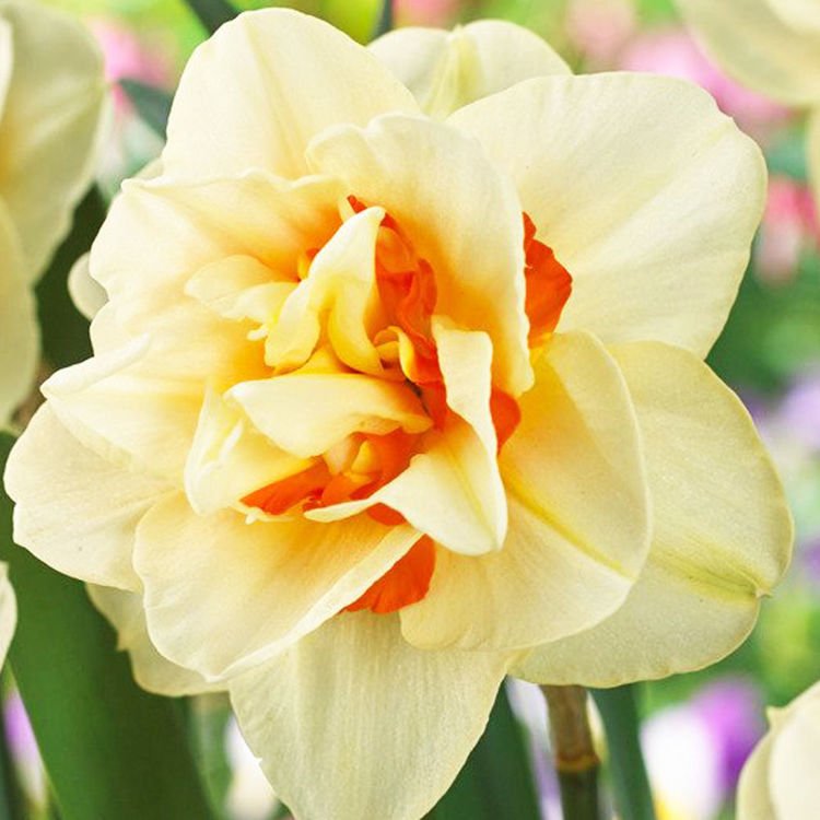 Narcyz (Narcissus) Flower Parade 5 szt.