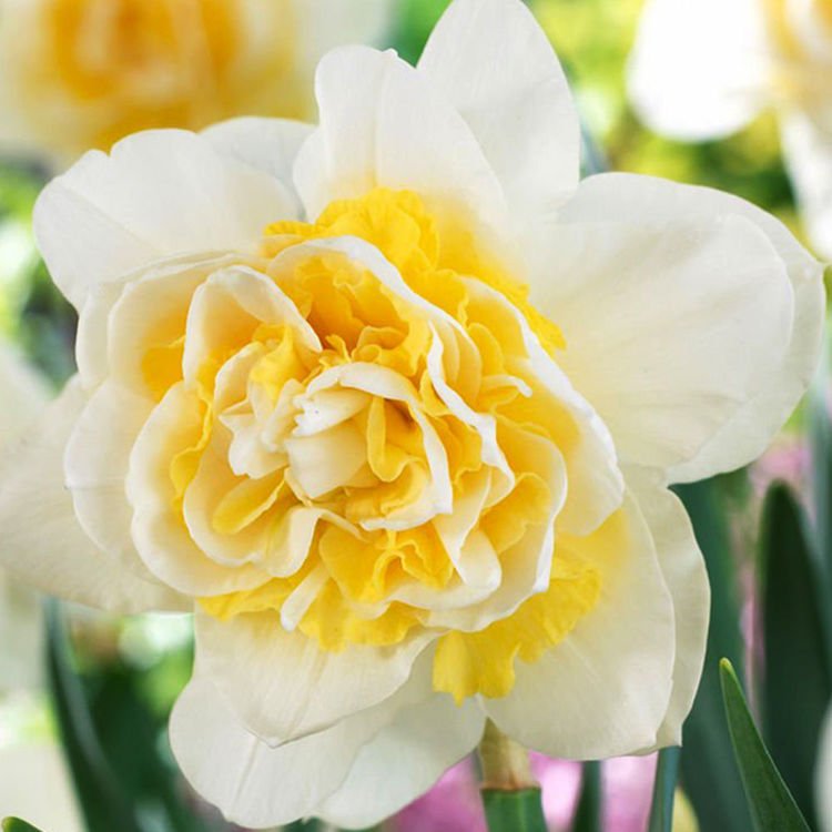Narcyz (Narcissus) Lingerie 5 szt.