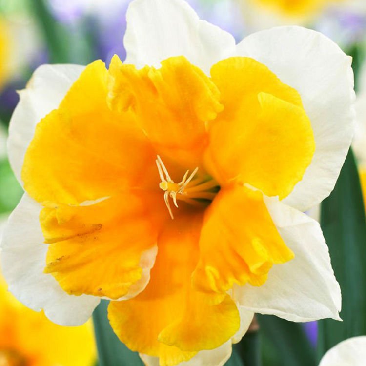 Narcyz (Narcissus) Orangery 5 szt.