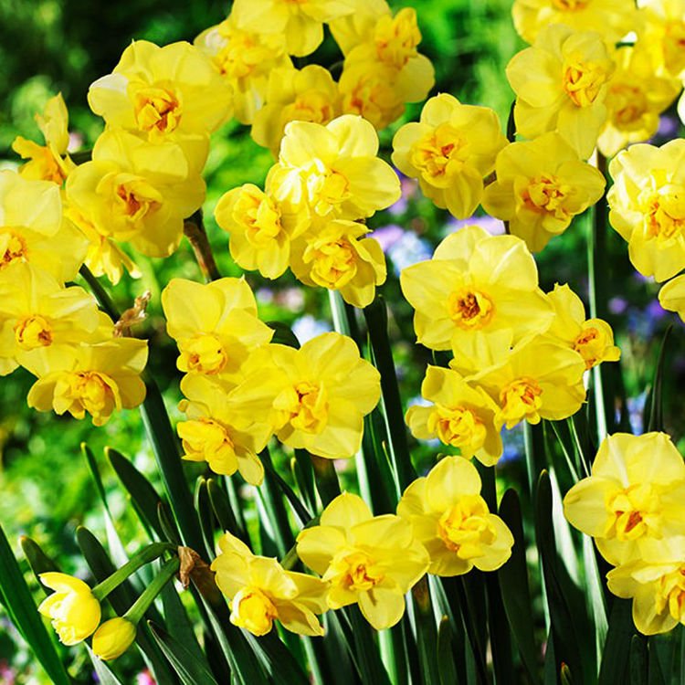 Narcyz (Narcissus) Yellow Cheerfulness 5 szt.
