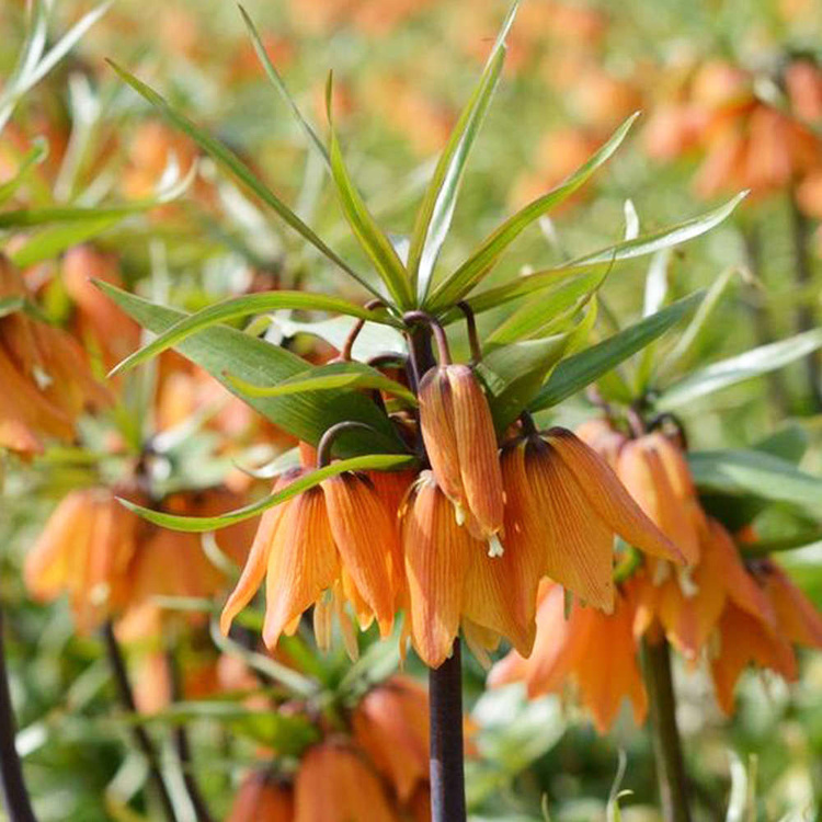 Szachownica (Fritillaria) Early Dream 1 szt.