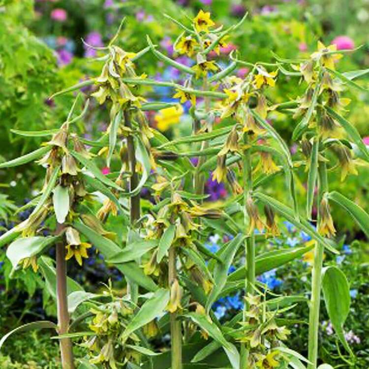 Szachownica (Fritillaria) Green Eyes 1 szt. 