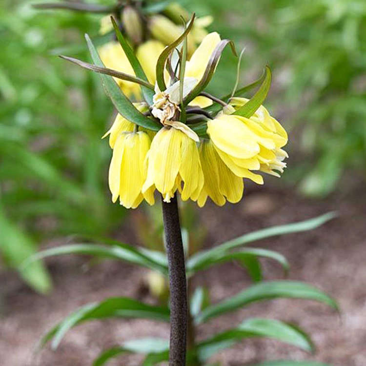 Szachownica (Fritillaria) Helena 1 szt.