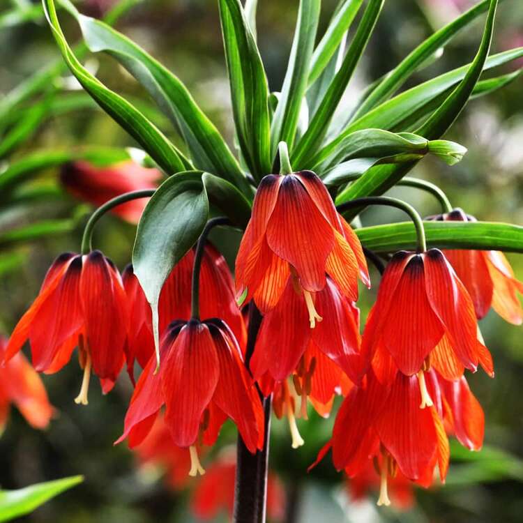 Szachownica (Fritillaria) Red Beauty 1 szt. 