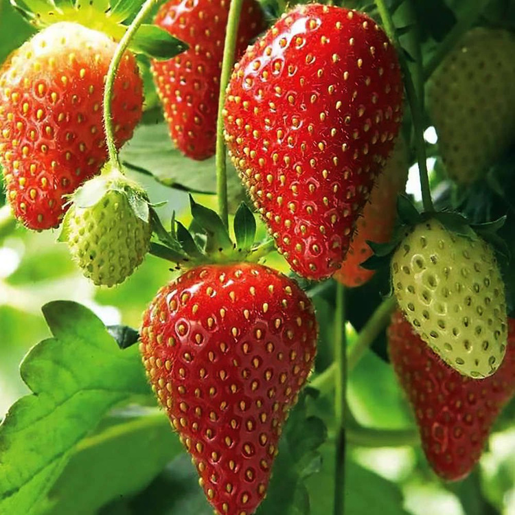 Truskawka Fragaria Framboos 1 szt