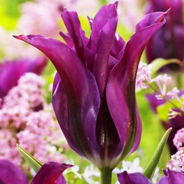 Tulipan Liliowy Purple Dance 5 szt.