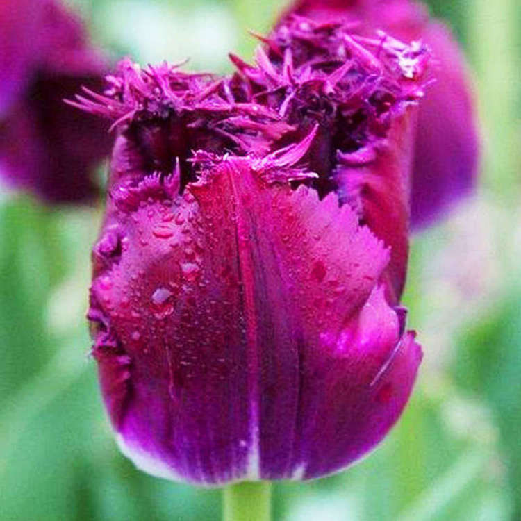 Tulipan Strzępiaty Purple Crystal 5 szt.