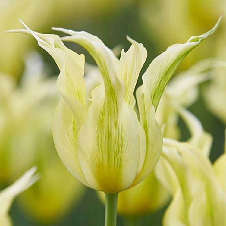 Tulipan Viridiflora Green Dance 5 szt.