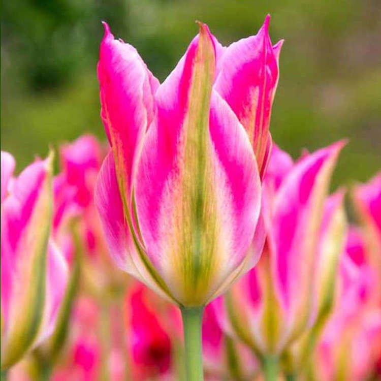 Tulipan Viridiflora Love Dance 5 szt.