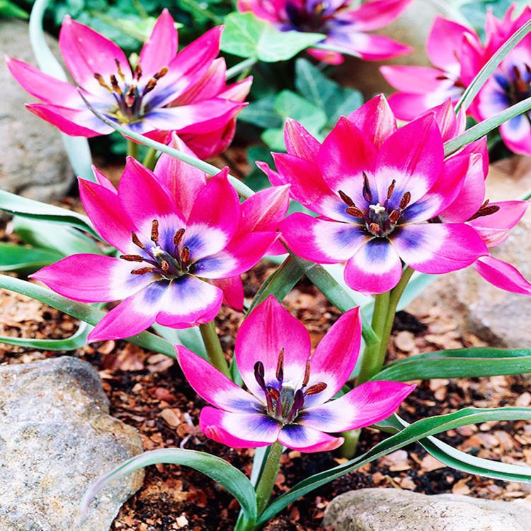 Tulipan botaniczny Little Beauty 5 szt.