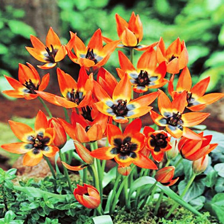 Tulipan botaniczny Little Princes 5 szt.