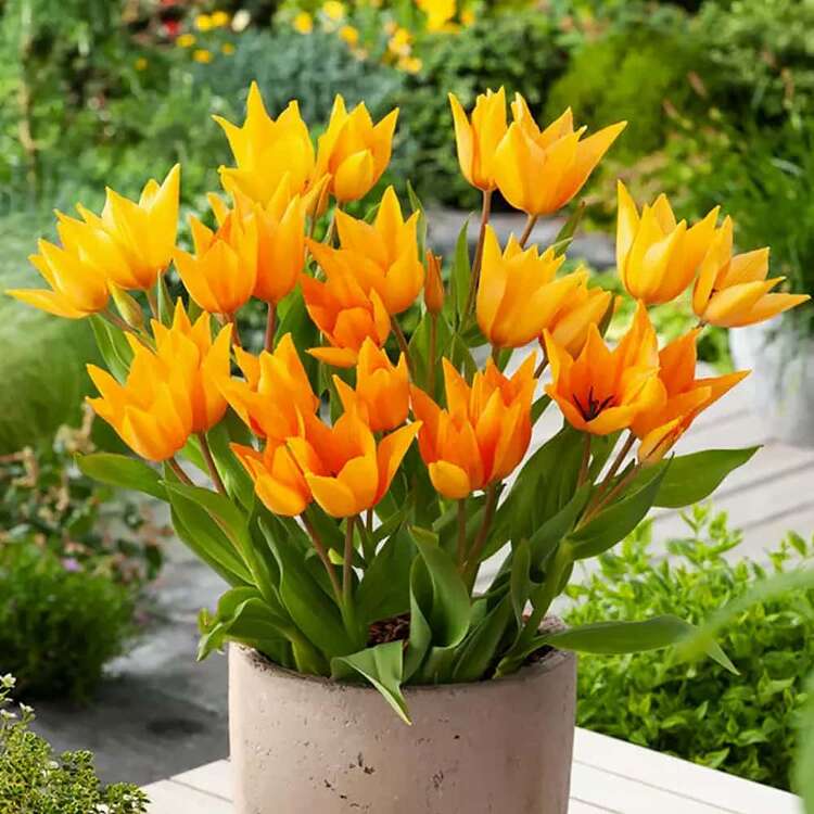 Tulipan botaniczny Shogun 5 szt.