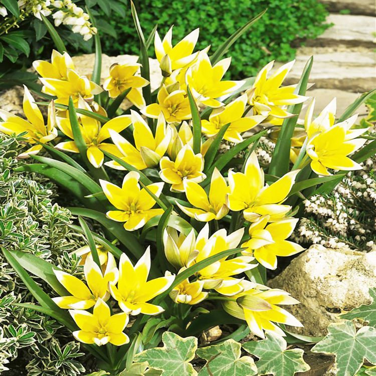 Tulipan botaniczny Tarda 5 szt.