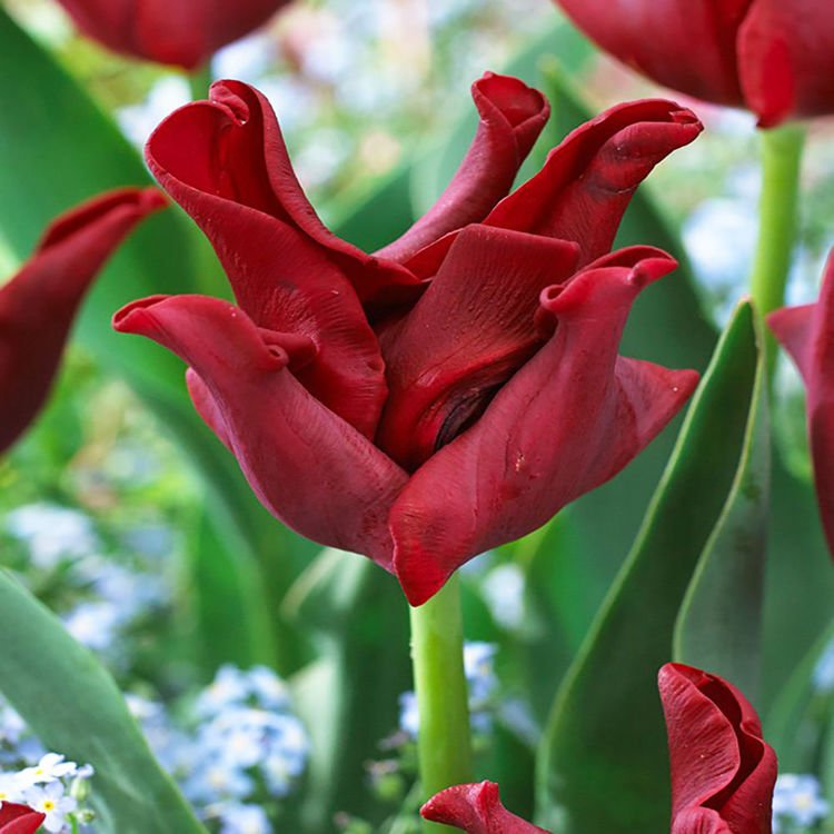 Tulipan ekskluzywny Red Crown 5 szt.