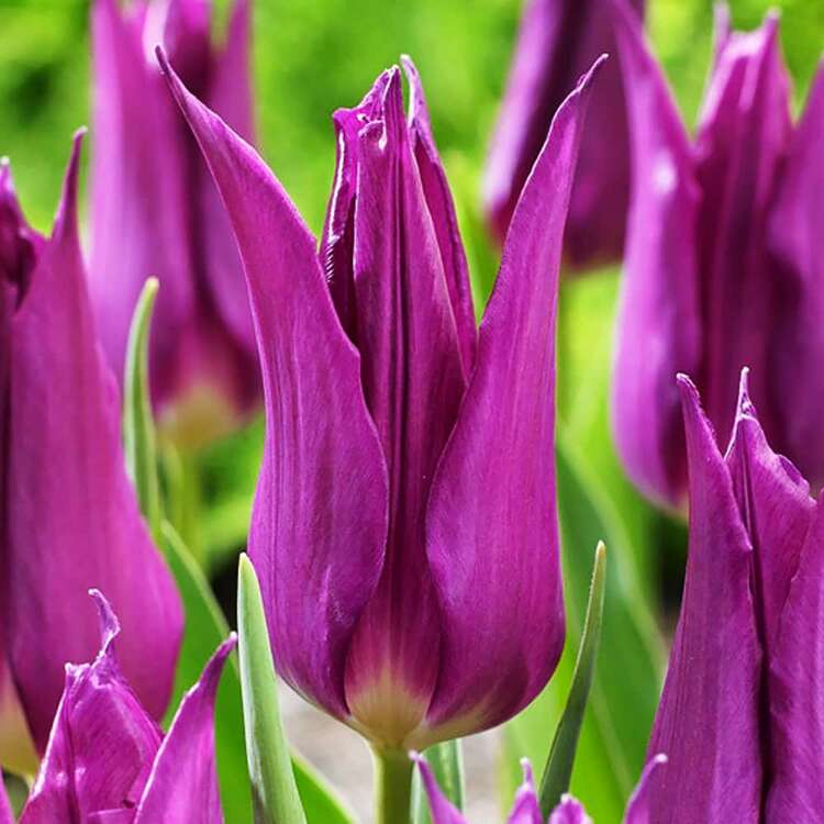 Tulipan liliokształtny Purple Dream 5 szt.