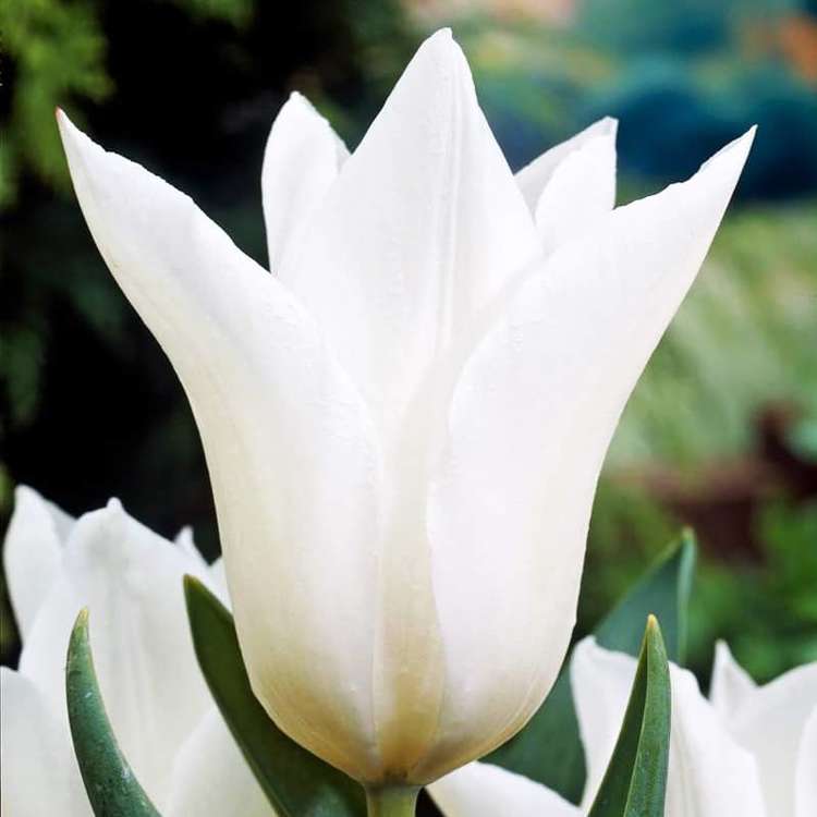 Tulipan liliokształtny White Triumphator 5 szt.