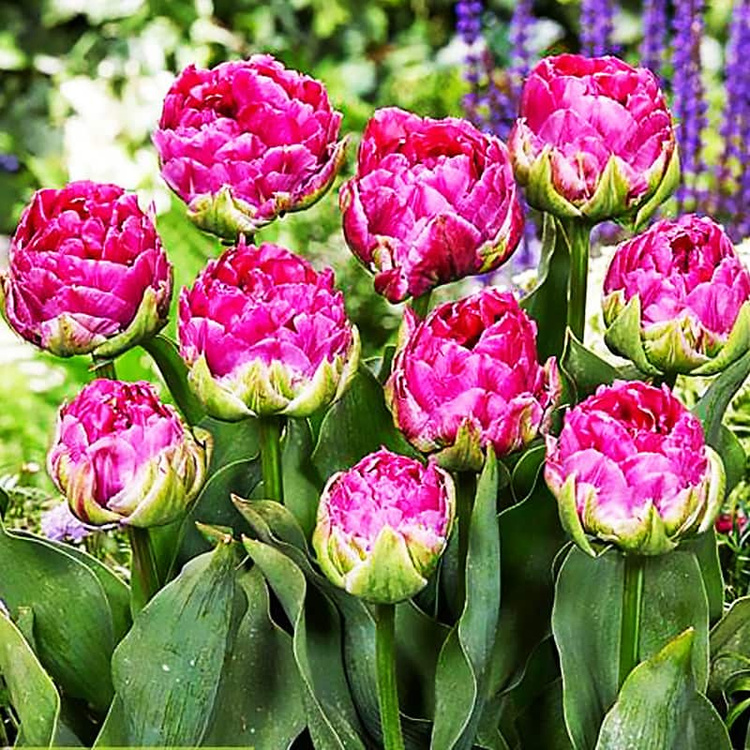 Tulipan lodowy Wicked in Pink 5 szt.