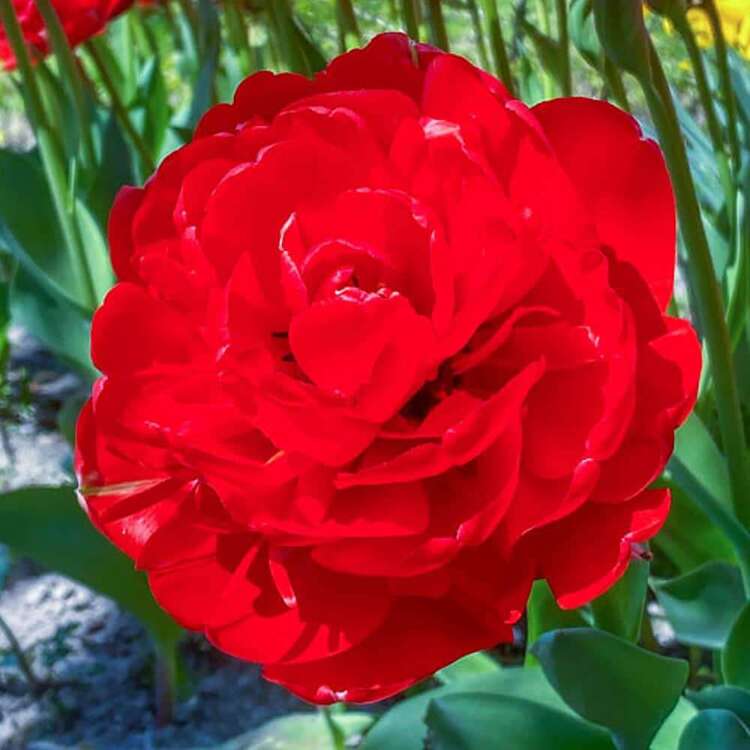 Tulipan pełny Bombastic Red 5 szt.