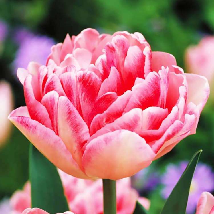 Tulipan pełny wczesny Foxtrot® 5 szt.