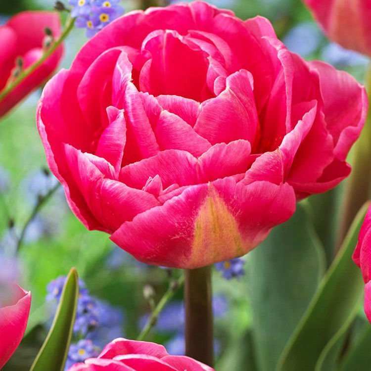 Tulipan tani  Pełny różowy 5 szt.