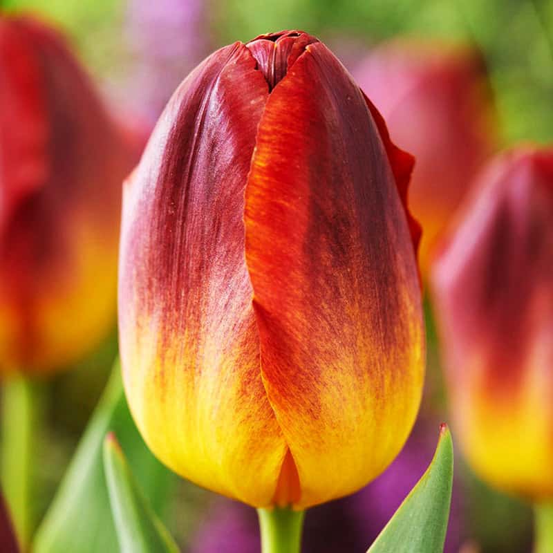 Tulipan triumph Amberglow 5 szt.