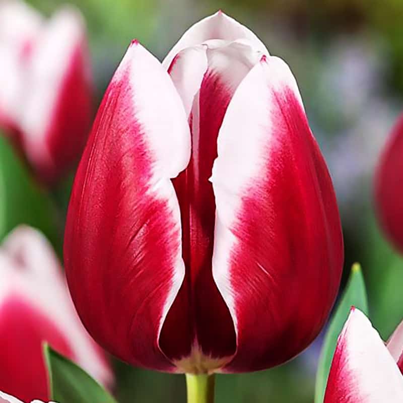 Tulipan triumph Biało Czerwony 5 szt.