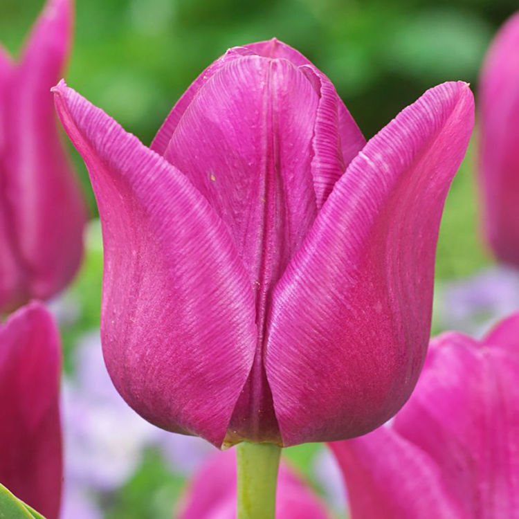 Tulipan triumph Blue Beauty 5 szt.