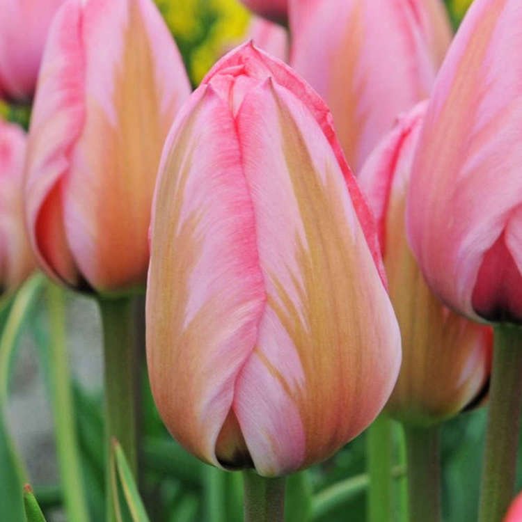Tulipan trumph dwukolorowy Design Impresion 5 szt.